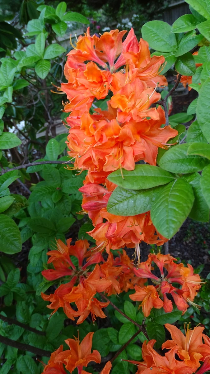 Mandarin Lights